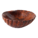 Empty cup shell pocket in elm magnifying glass