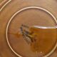 Longchamp dinner plates