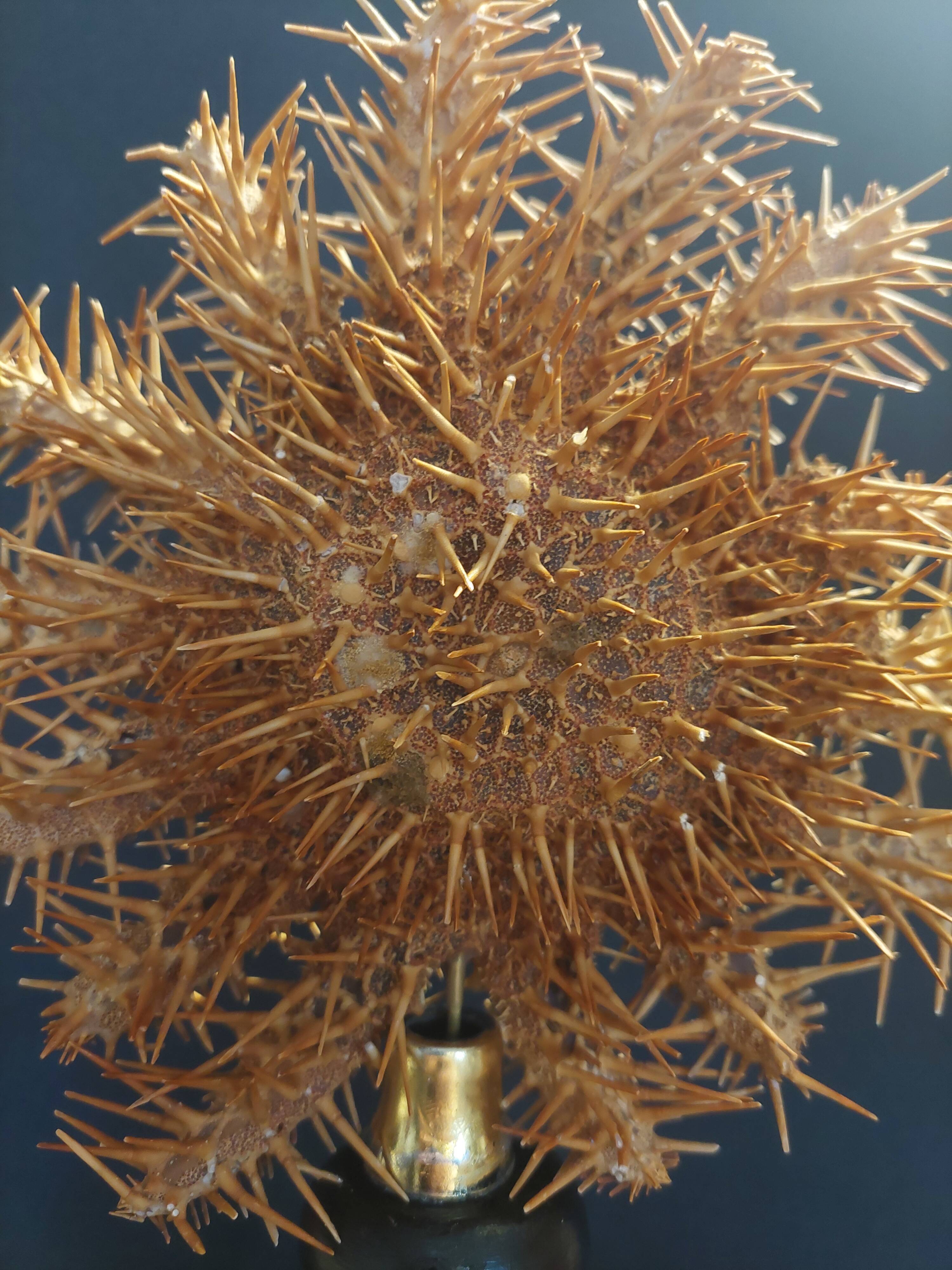 Cabinet of Curiosities starfish acanthaster planci on a base