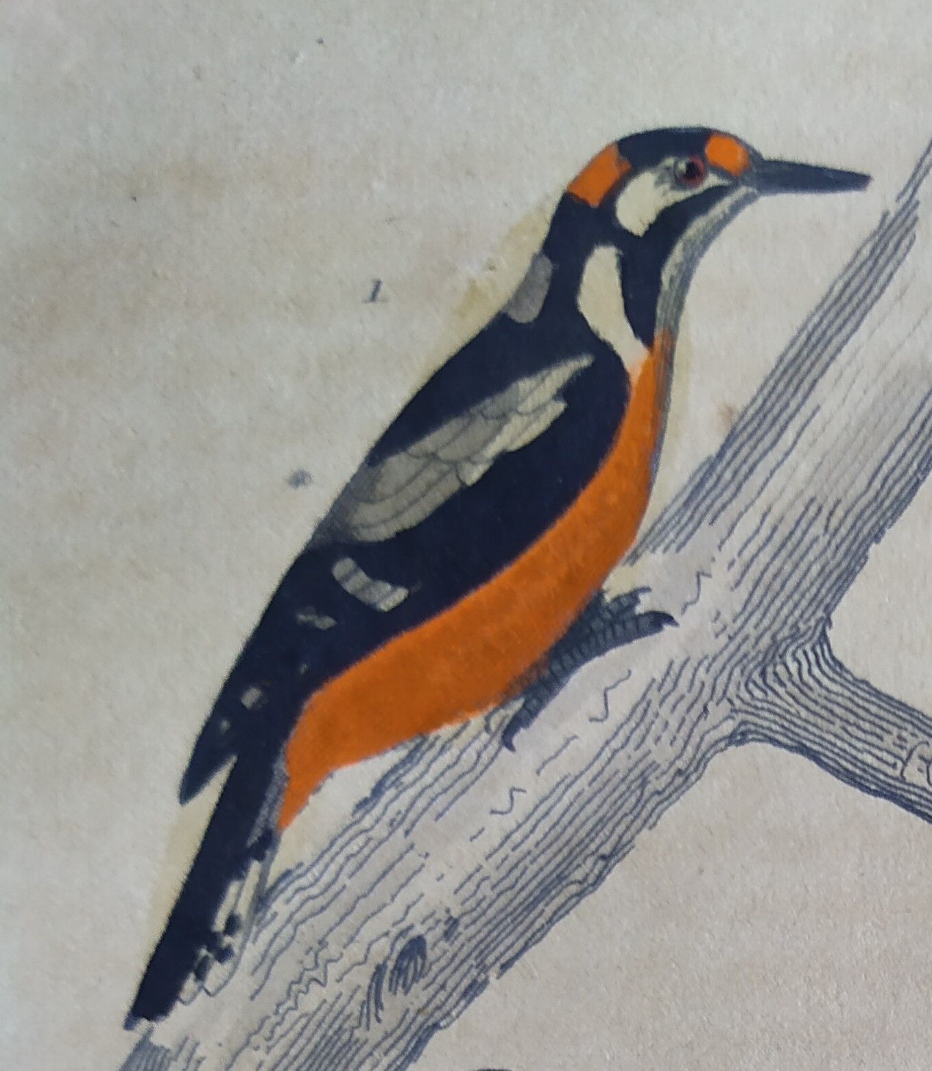 Original ornithological plate " Pic grand épeiche - Torcol - &c... Buffon (1837)