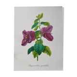 Botanical poster - Bougainvillea