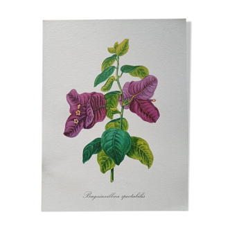 Botanical poster - Bougainvillea
