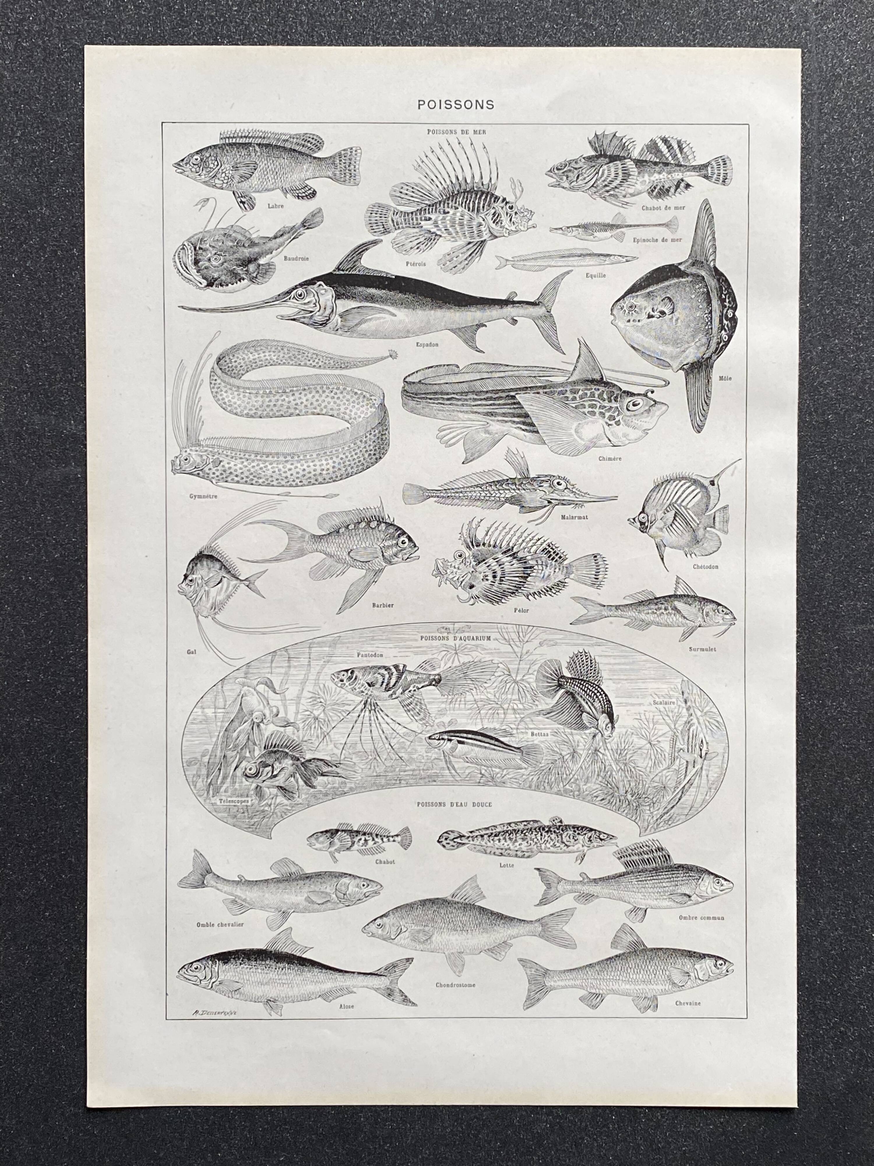 Old illustration Millot "fish"