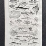 Old illustration Millot "fish"