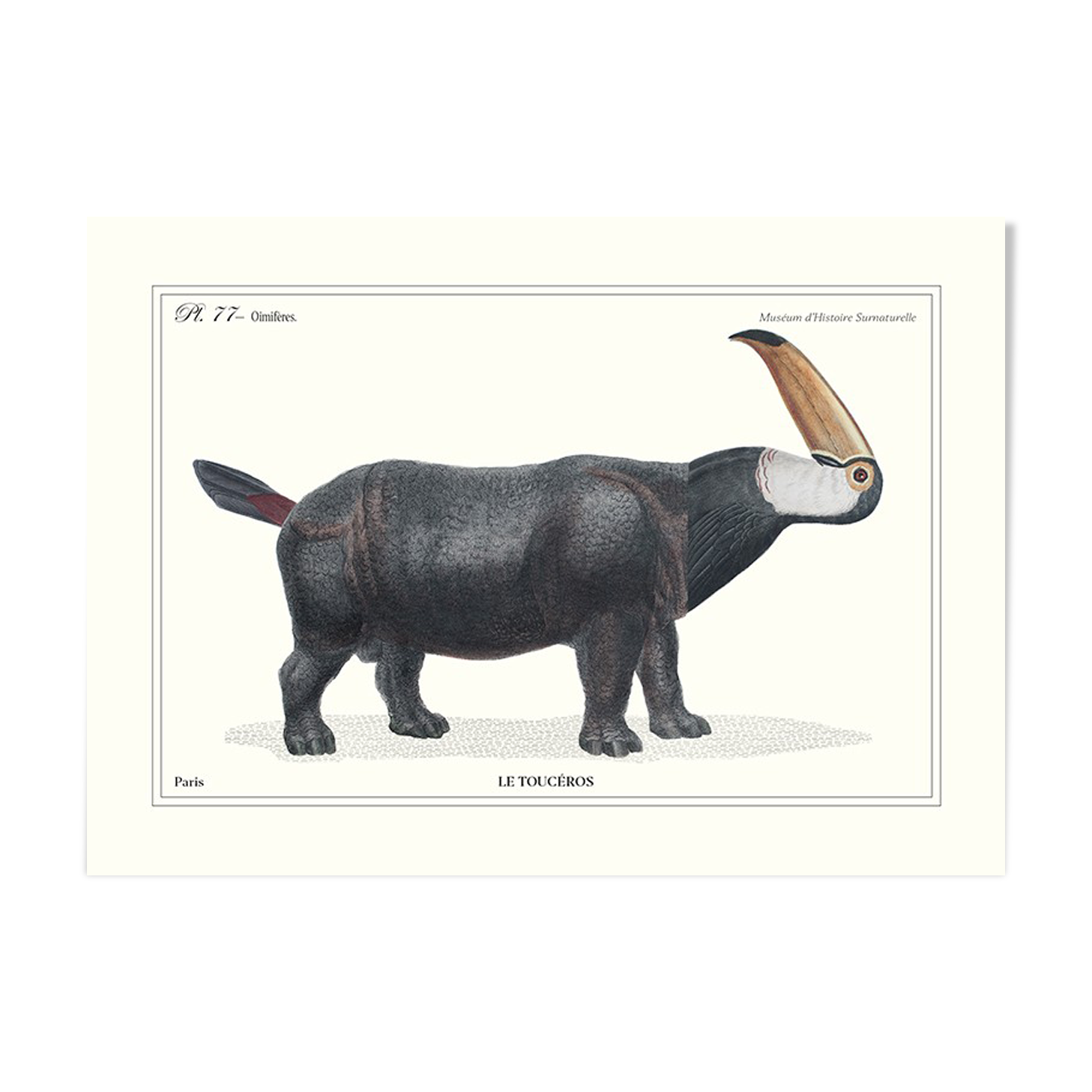 Lithograph engraving animal chimera - touceros