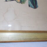 Bird frame