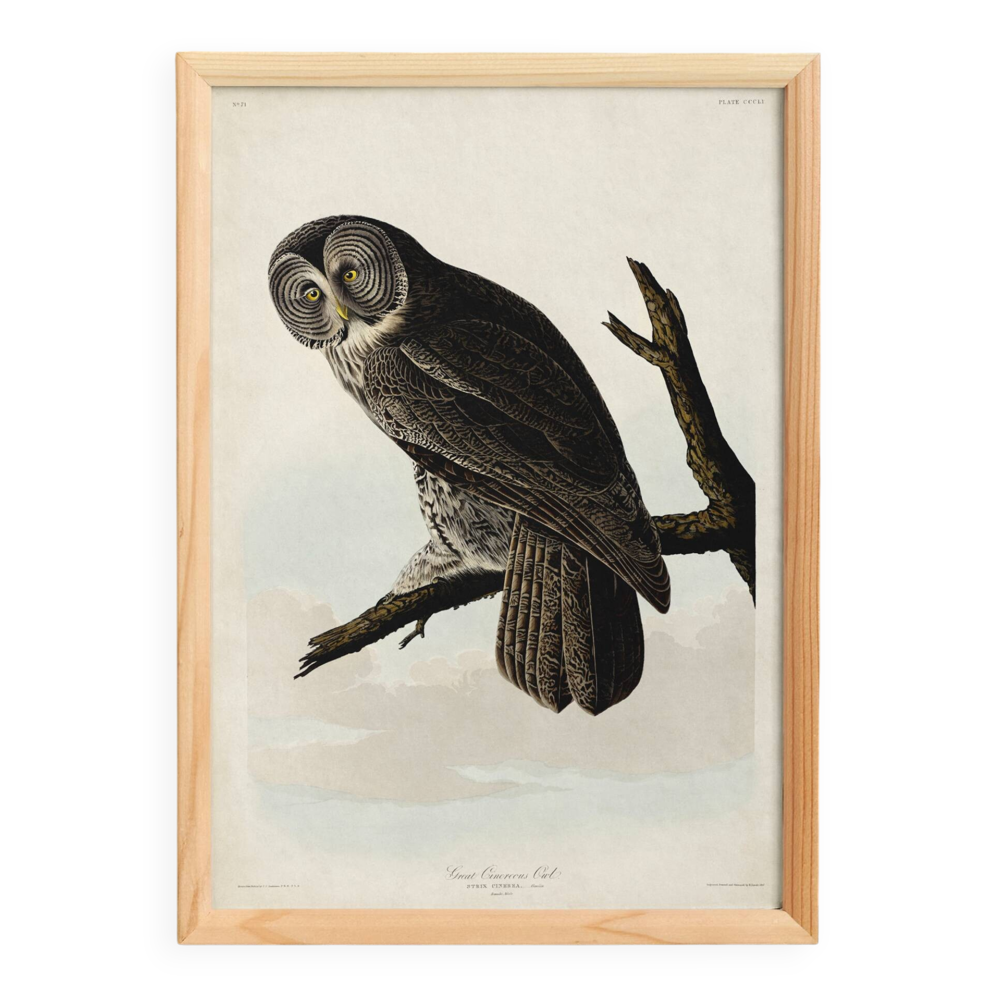 Poster about the Great Gray Owl, based on an old engraving from 1827.
