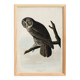 Poster about the Great Gray Owl, based on an old engraving from 1827.
