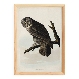 Poster about the Great Gray Owl, based on an old engraving from 1827.