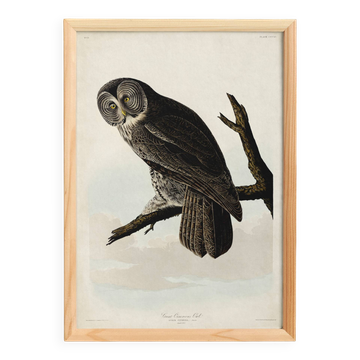 Poster about the Great Gray Owl, based on an old engraving from 1827.