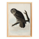Poster about the Great Gray Owl, based on an old engraving from 1827.