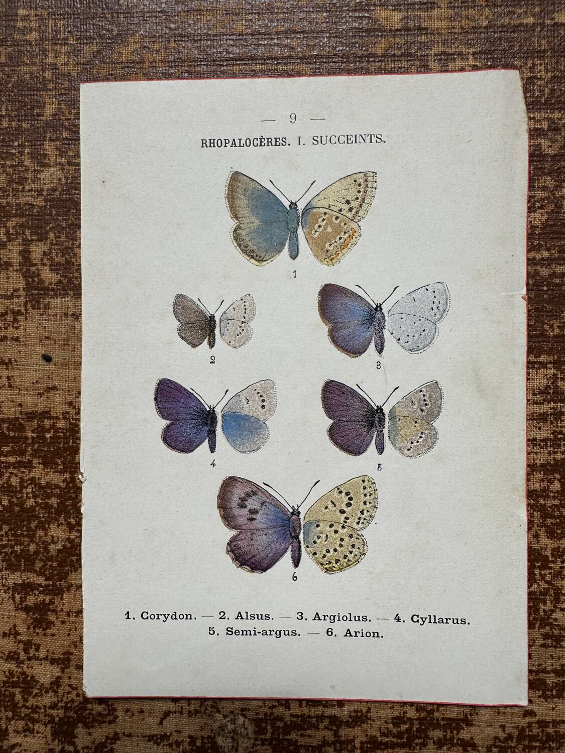 Naturalist engraving Butterfly Art Deco Circa 1800 botanical plate