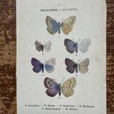 Lithographie naturaliste "Papillon" Art Déco, circa 1890