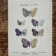 Naturalist engraving Butterfly Art Deco Circa 1800 botanical plate