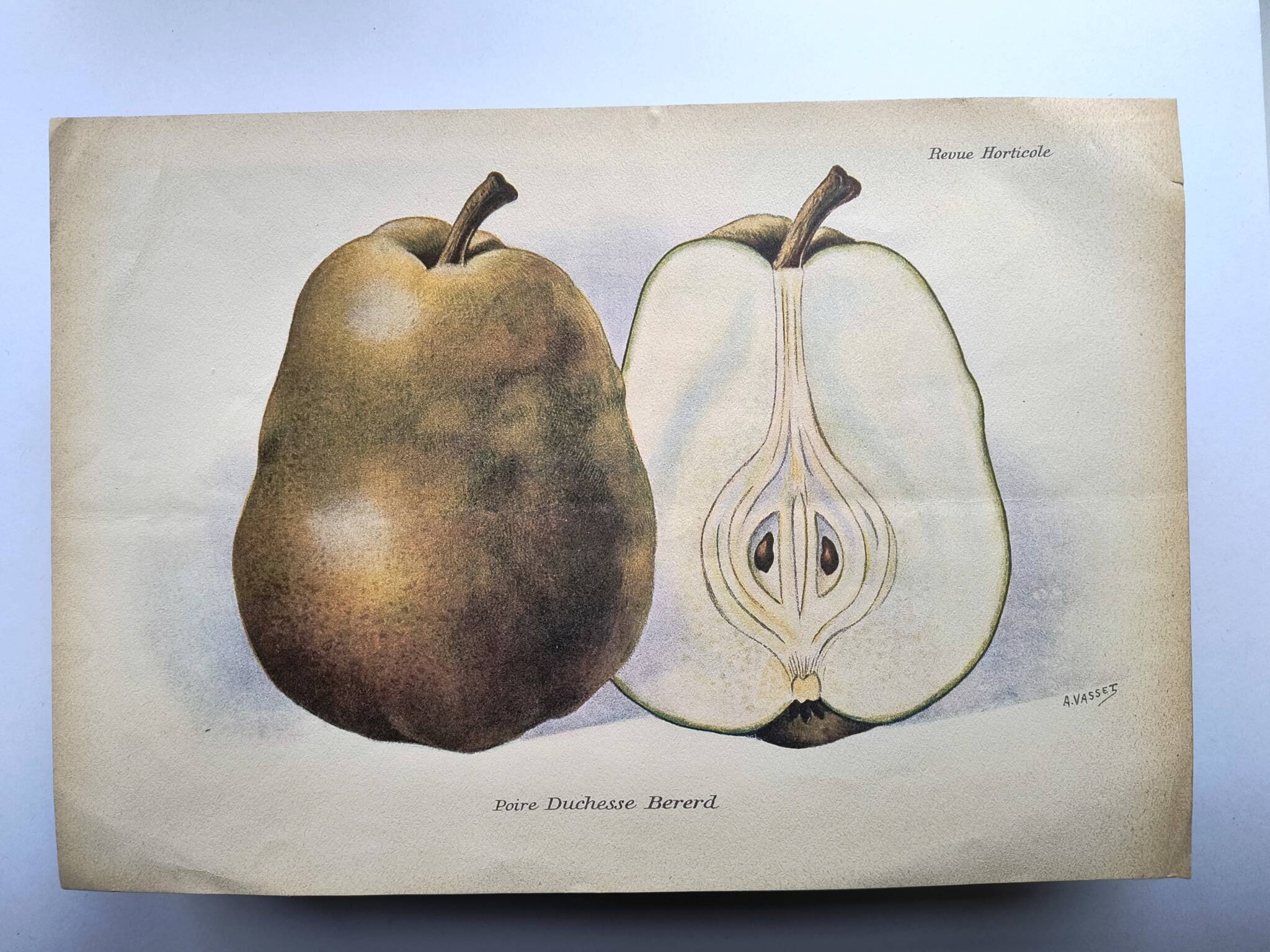 Antique botanical engraving from 1922 by A.Vasset • Duchess pear • fruit