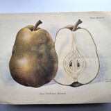 Antique botanical engraving from 1922 by A.Vasset • Duchess pear • fruit