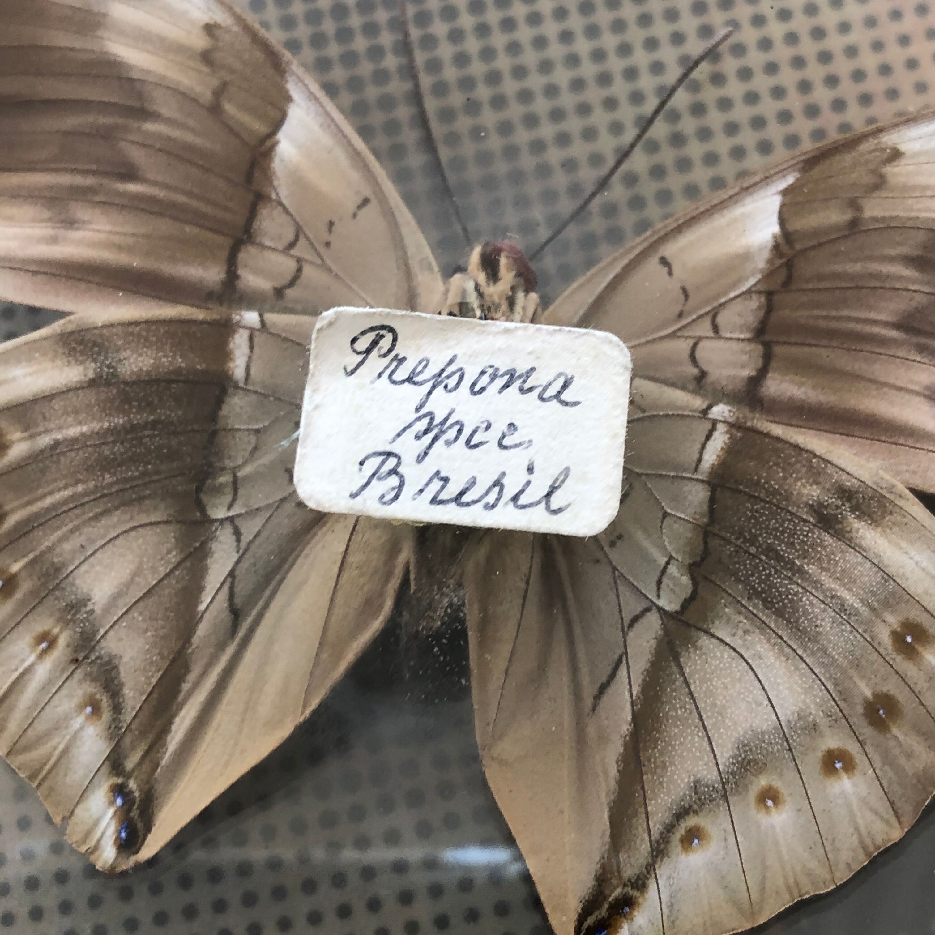 Naturalized vintage butterfly under glass globe