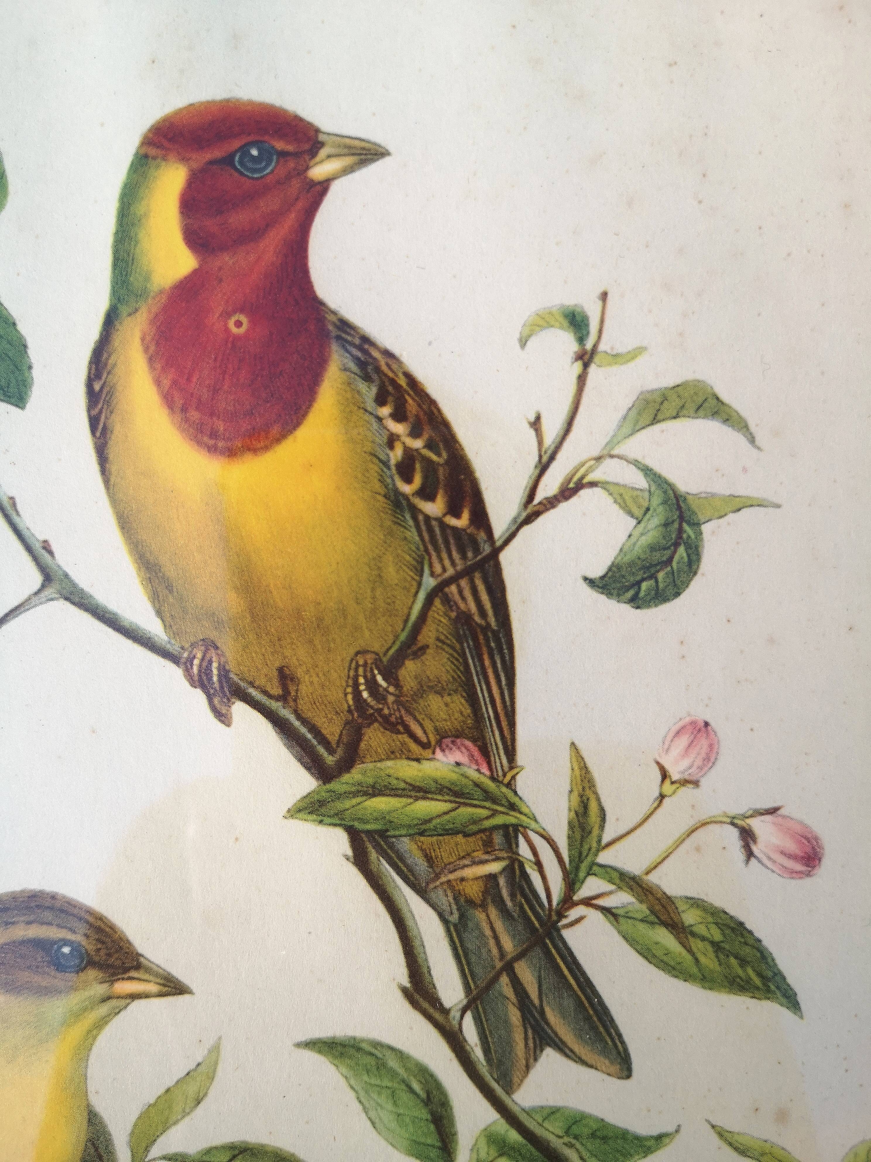 Framed lithograph by J. Gould and HC Richter