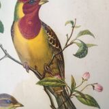 Framed lithograph by J. Gould and HC Richter