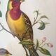 Framed lithograph by J. Gould and HC Richter