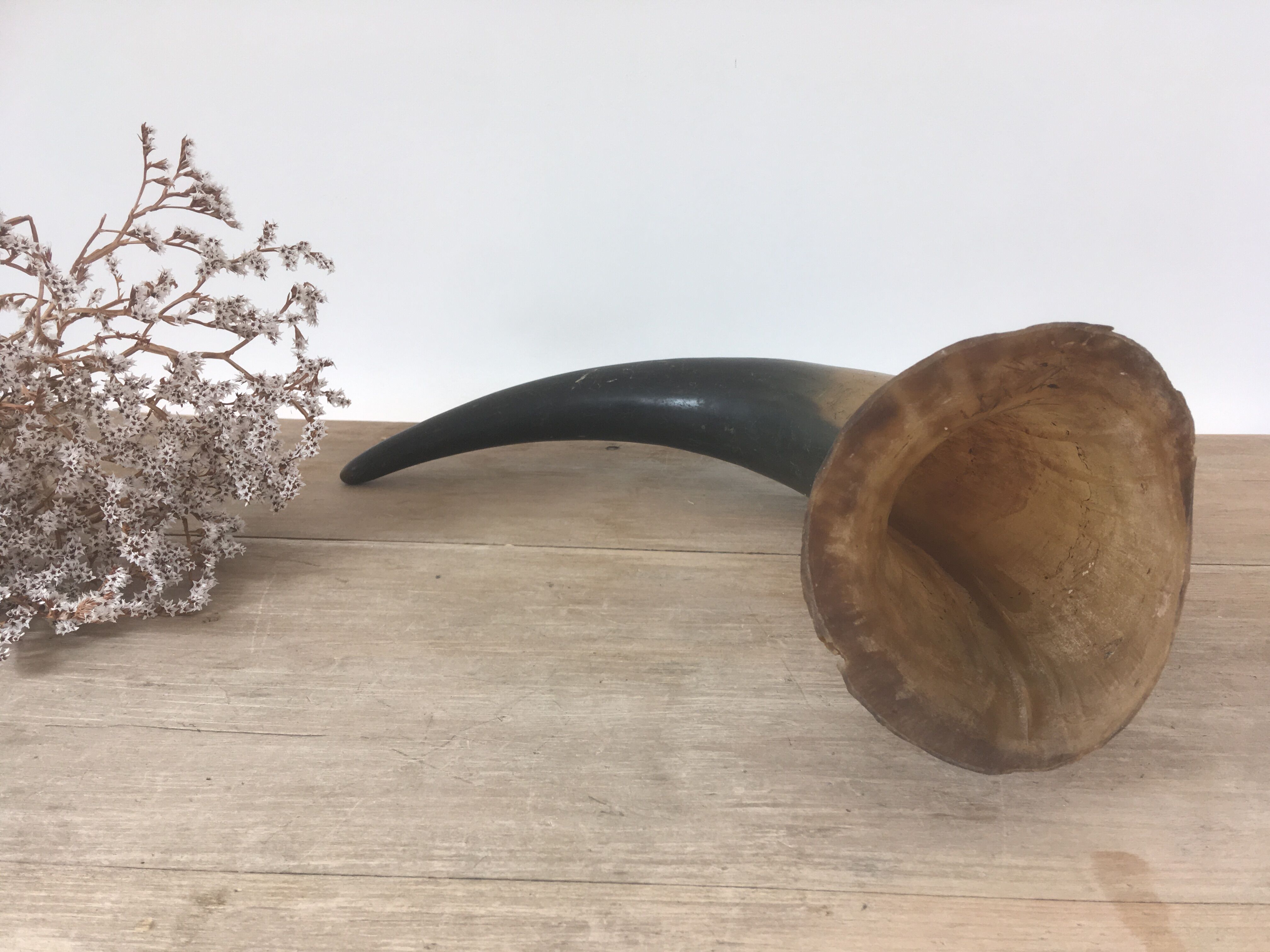 Ancient horn