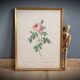 Frame Litho rose Bordeaux