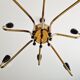 Spider chandelier in brass and black lacquered metal Italian design 1950s