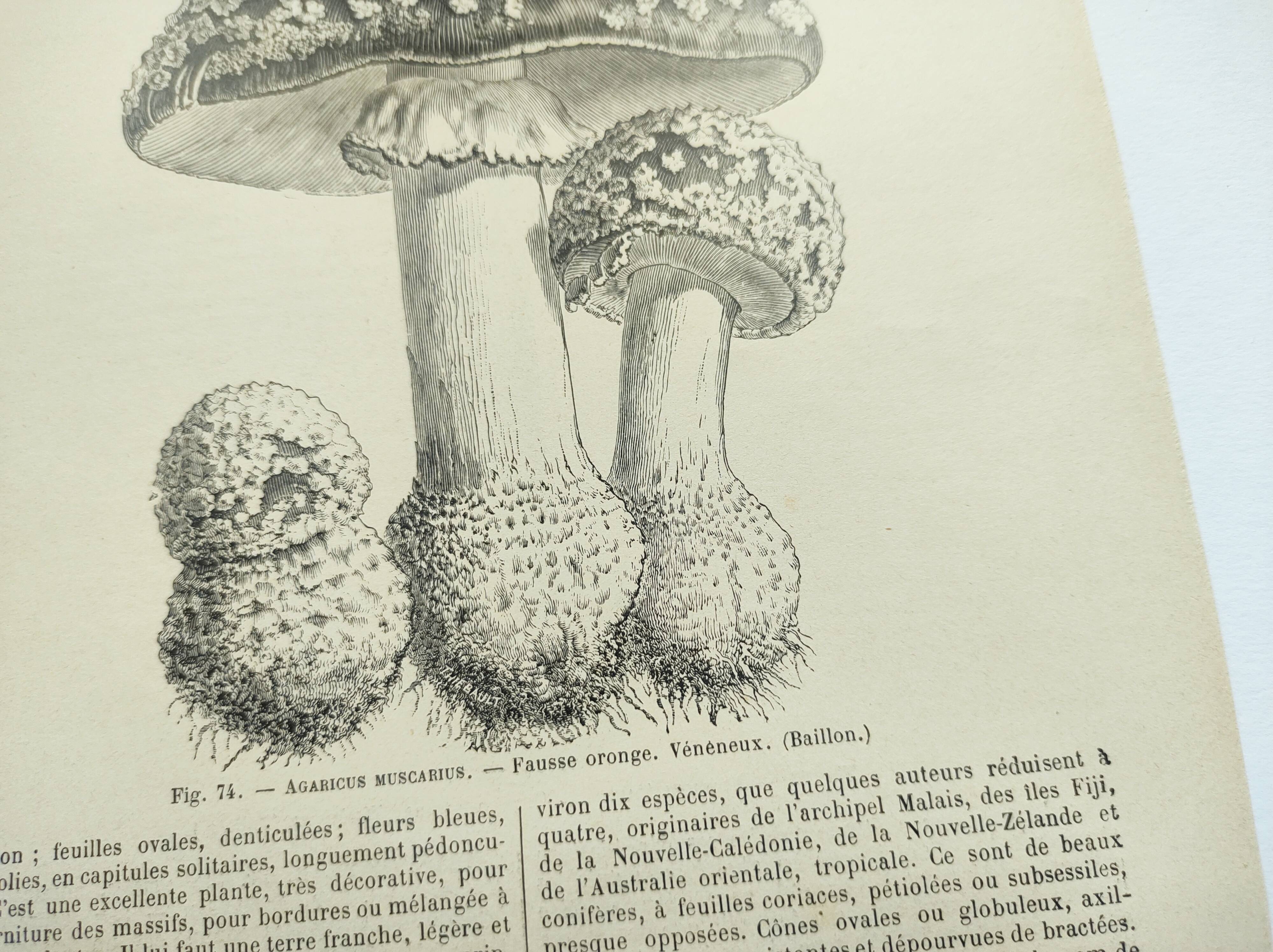 Botanical engraving from 1897 - Set of 2 Mushroom plates (1) - Plate of old lithographs