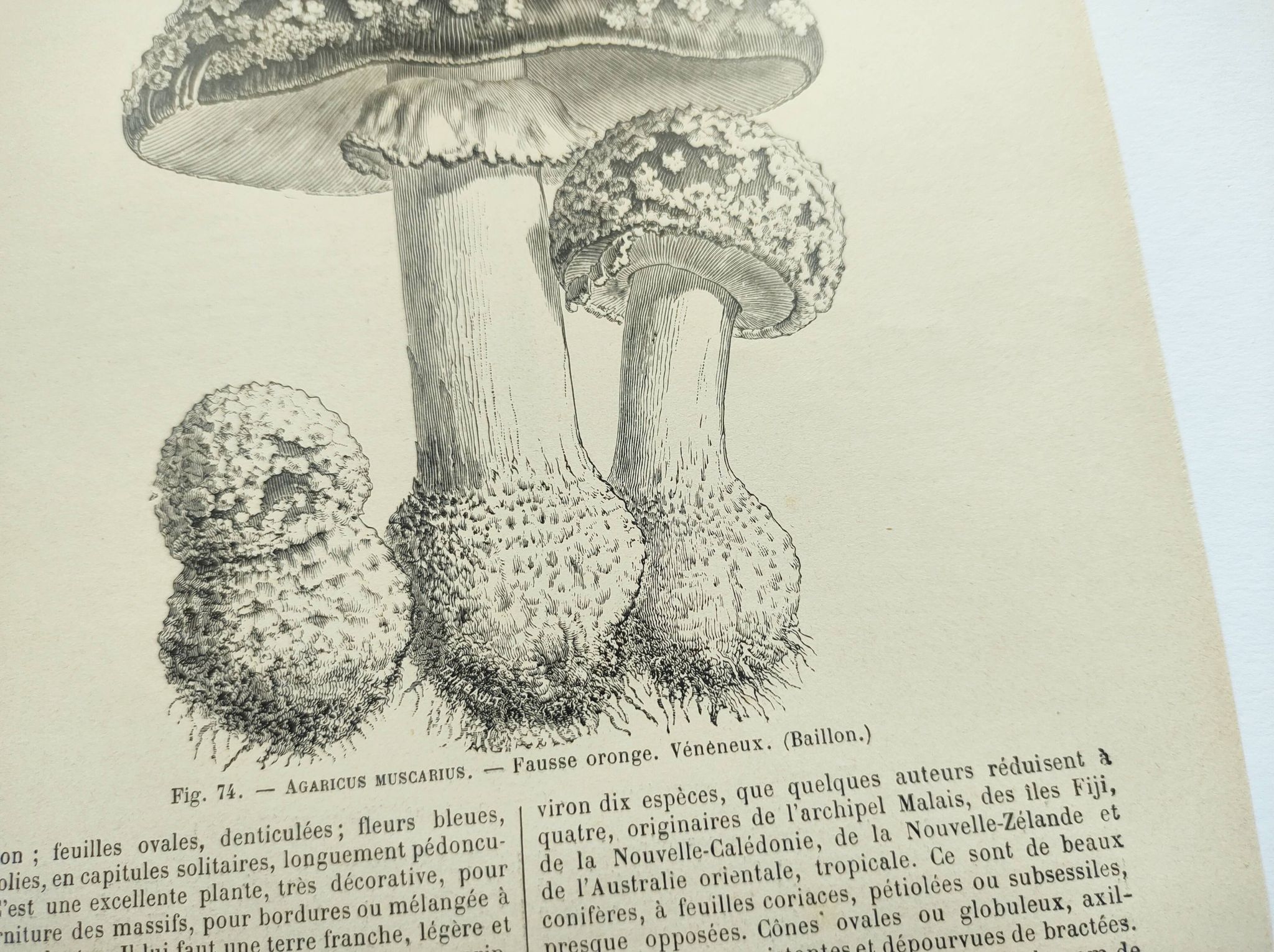 Botanical engraving from 1897 - Set of 2 Mushroom plates (1) - Plate of old lithographs