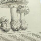 Botanical engraving from 1897 - Set of 2 Mushroom plates (1) - Plate of old lithographs