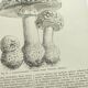 Botanical engraving from 1897 - Set of 2 Mushroom plates (1) - Plate of old lithographs