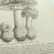 Botanical engraving from 1897 - Set of 2 Mushroom plates (1) - Plate of old lithographs