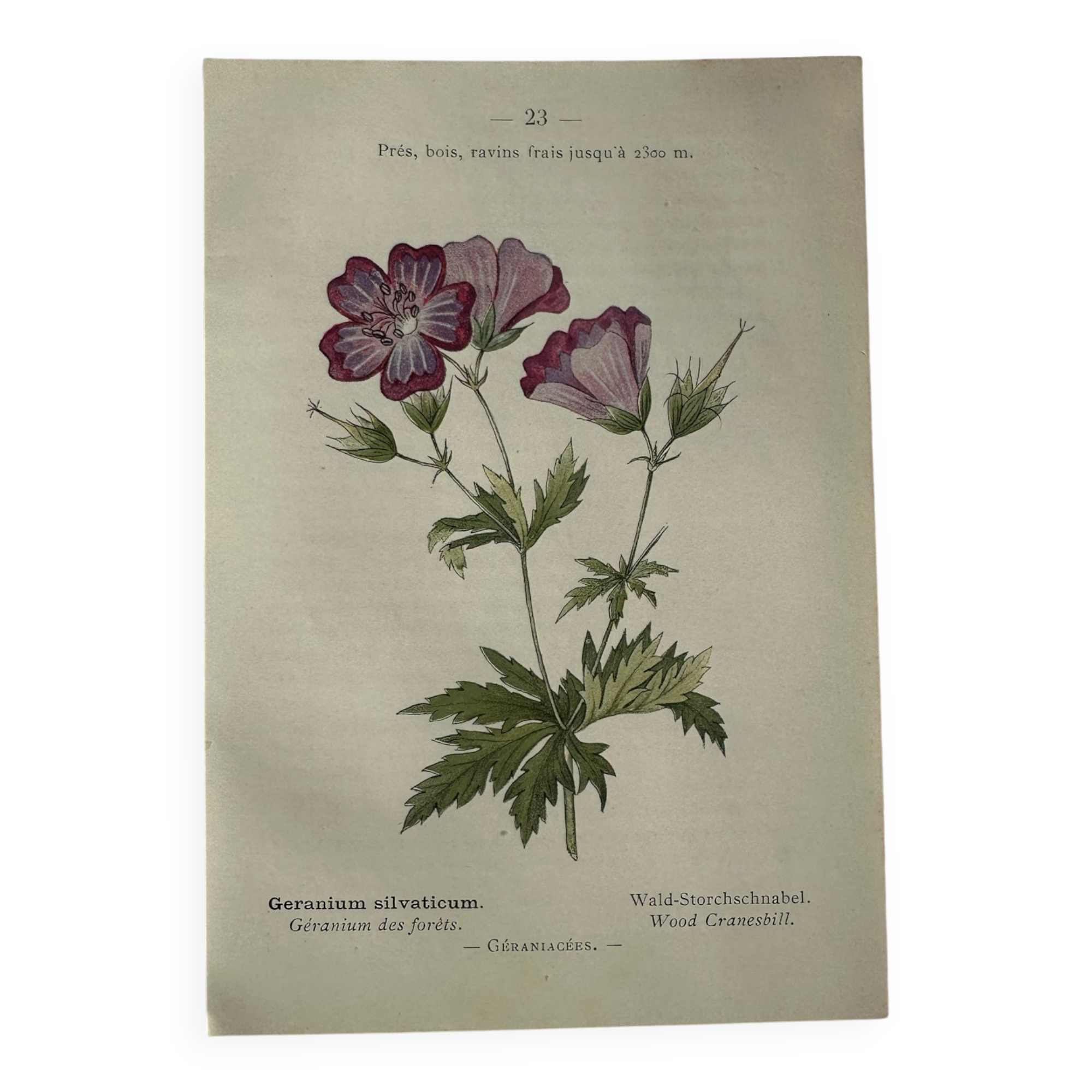 Naturalist Plate – 19th Century Botanical Engraving, Double-Sided