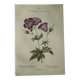 Naturalist Plate – 19th Century Botanical Engraving, Double-Sided