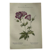 Naturalist Plate – 19th Century Botanical Engraving, Double-Sided