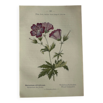 Planche Naturaliste – Gravure botanique ancienne 19eme  recto verso