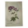Naturalist Plate – 19th Century Botanical Engraving, Double-Sided