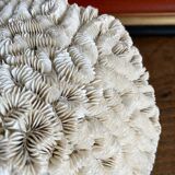 Maze coral or brain coral