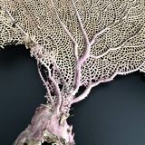 Gorgone corail ancien