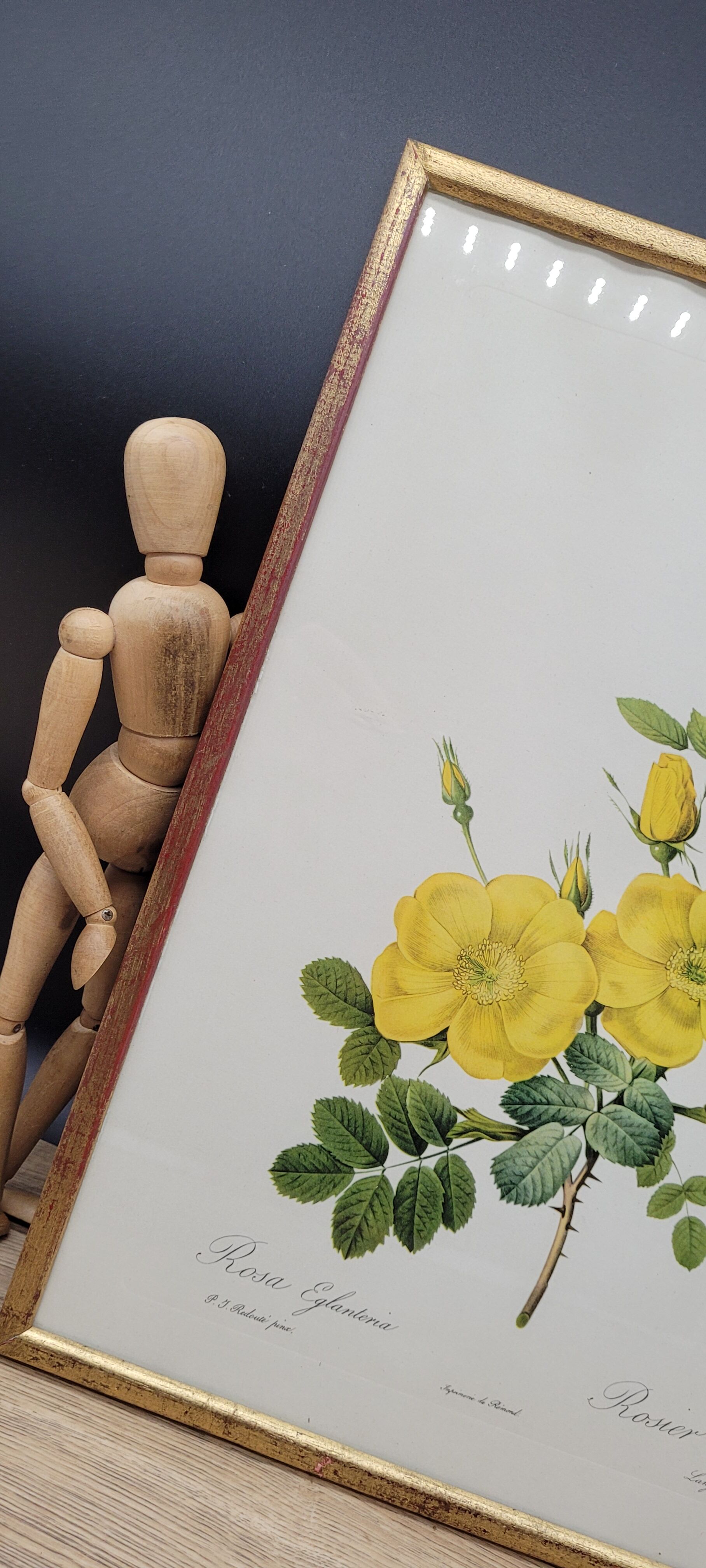 Lithograph Rosehip Rose