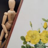 Lithograph Rosehip Rose