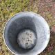 Old zinc basin