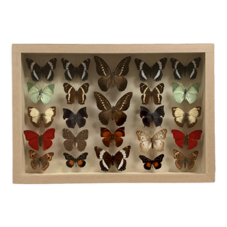 Butterflies stuffed under glass