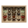 Butterflies stuffed under glass