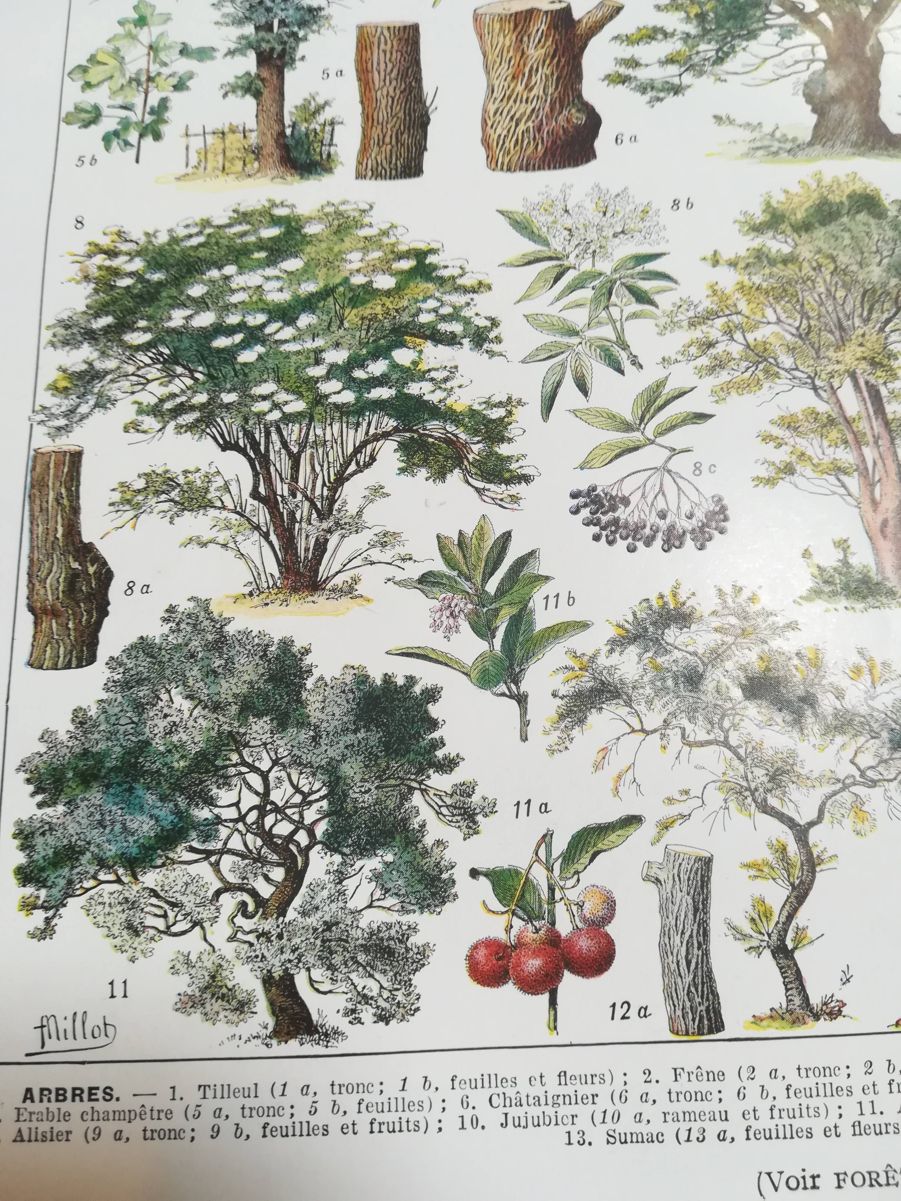 Lithograph on trees from 1928 "linden"