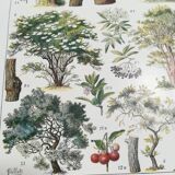 Lithograph on trees from 1928 "linden"