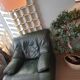 Fauteuil cuir vert anglais 1980