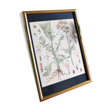 Framed pharmaceutical poster