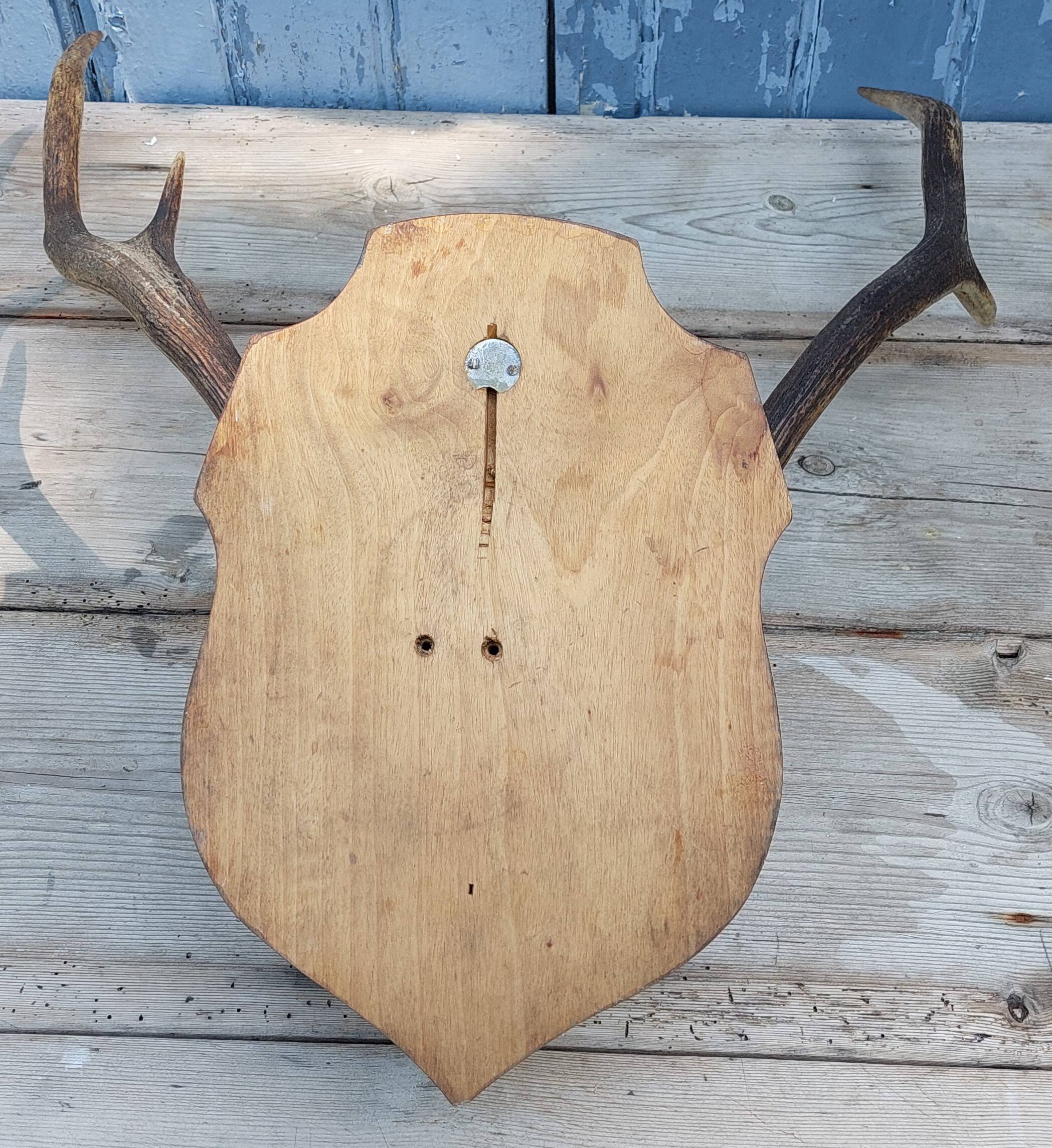 Deer slaughter hunting trophy