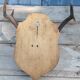 Deer slaughter hunting trophy